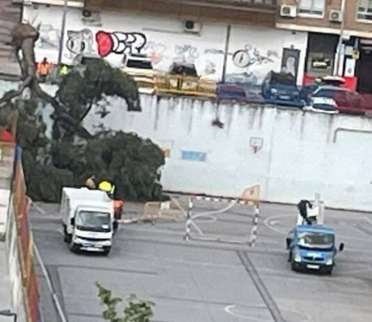 Un árbol de grandes dimensiones cae en el patio del Colegio Ramón y Cajal de Alcorcón
