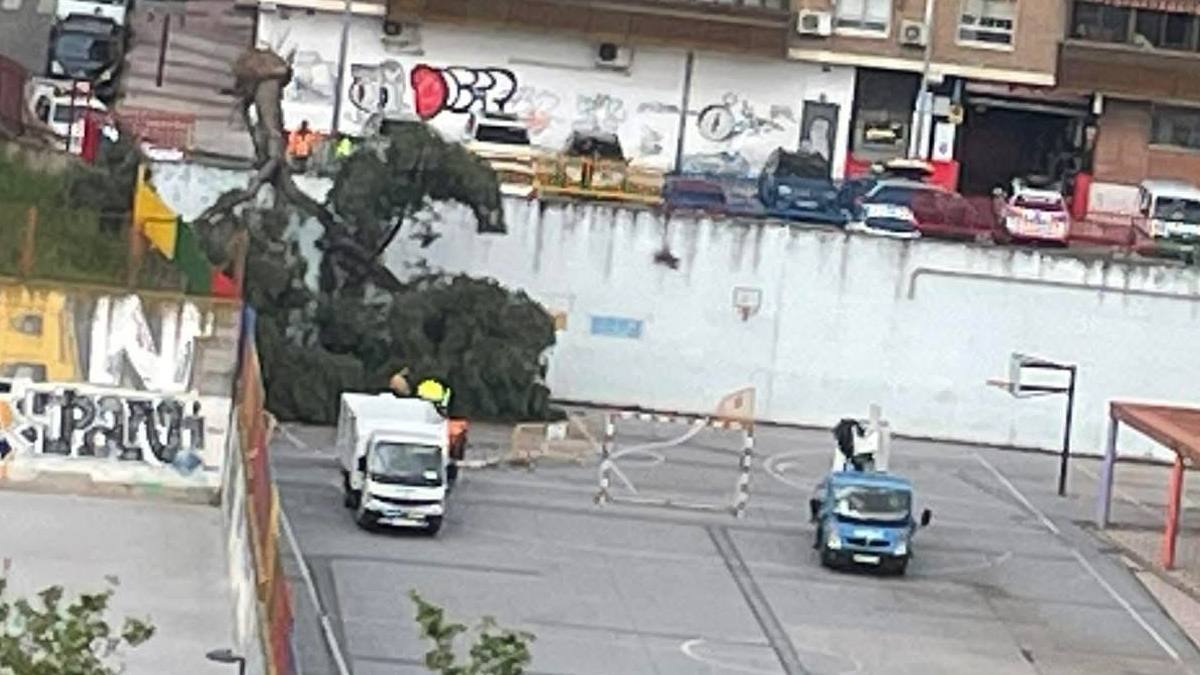 Un árbol de grandes dimensiones cae en el patio del Colegio Ramón y Cajal de Alcorcón