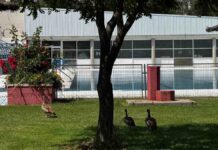 Unos inesperados “bañistas” se adelantan a la apertura de la piscina de Santo Domingo de Alcorcón
