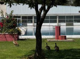 Unos inesperados “bañistas” se adelantan a la apertura de la piscina de Santo Domingo de Alcorcón