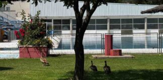 Unos inesperados “bañistas” se adelantan a la apertura de la piscina de Santo Domingo de Alcorcón