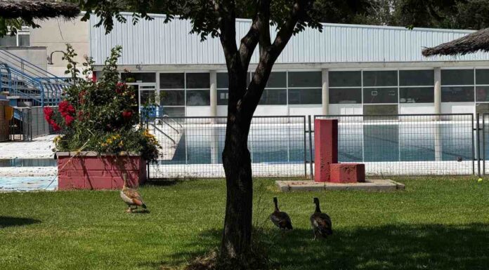 Unos inesperados “bañistas” se adelantan a la apertura de la piscina de Santo Domingo de Alcorcón