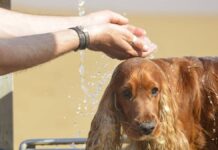 perro en Alcorcón a pleno sol