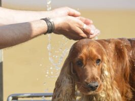 perro en Alcorcón a pleno sol