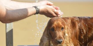 perro en Alcorcón a pleno sol