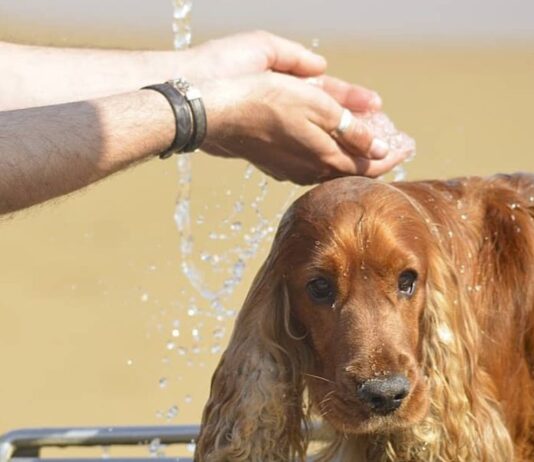 perro en Alcorcón a pleno sol