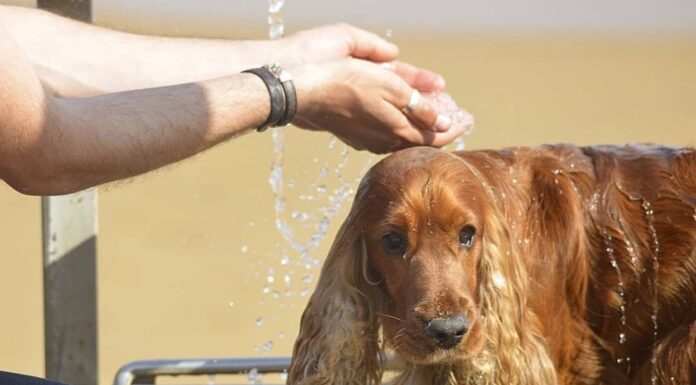 perro en Alcorcón a pleno sol