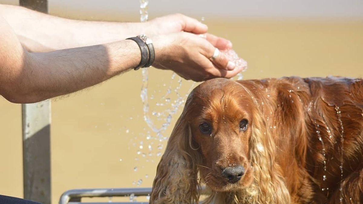 perro en Alcorcón a pleno sol