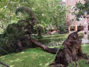 Las fuertes tormentas provocan numerosas caídas de árboles y otros incidentes en Alcorcón