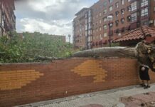 Las fuertes tormentas provocan numerosas caídas de árboles y otros incidentes en Alcorcón
