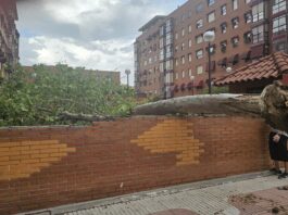 Las fuertes tormentas provocan numerosas caídas de árboles y otros incidentes en Alcorcón
