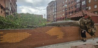 Las fuertes tormentas provocan numerosas caídas de árboles y otros incidentes en Alcorcón