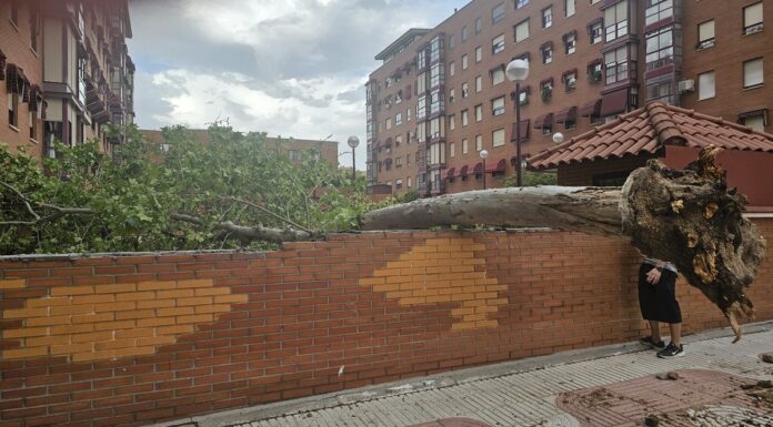 Las fuertes tormentas provocan numerosas caídas de árboles y otros incidentes en Alcorcón
