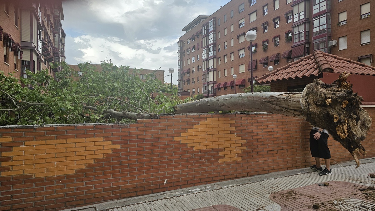 Las fuertes tormentas provocan numerosas caídas de árboles y otros incidentes en Alcorcón