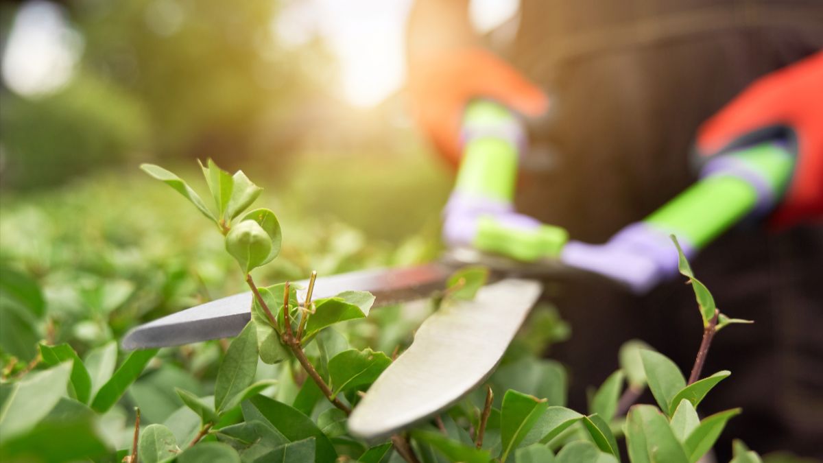 Solidaridad Obrera organiza una huelga y concentración por la situación de los jardineros en Alcorcón