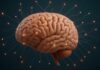 Día mundial del cerebro en Alcorcón