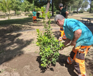Alcorcón prepara el resto de la legislatura para plantar hasta 10.000 árboles en la ciudad