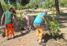 Alcorcón prepara el resto de la legislatura para plantar hasta 10.000 árboles en la ciudad