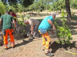 Alcorcón prepara el resto de la legislatura para plantar hasta 10.000 árboles en la ciudad