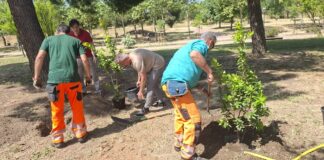Alcorcón prepara el resto de la legislatura para plantar hasta 10.000 árboles en la ciudad