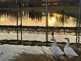 Alcorcón despide el verano con muchos sueños en marcha Alcorcón, entre los 15 municipios con restricciones tras el brote de gripe aviar