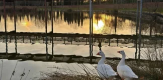 Alcorcón, entre los 15 municipios con restricciones tras el brote de gripe aviar