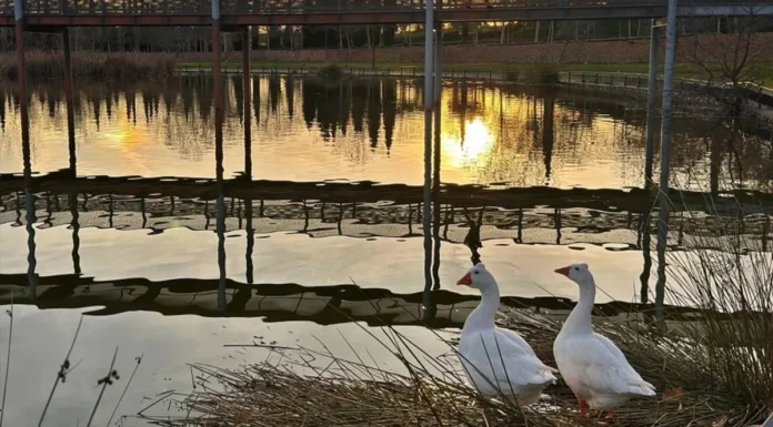 Alcorcón, entre los 15 municipios con restricciones tras el brote de gripe aviar