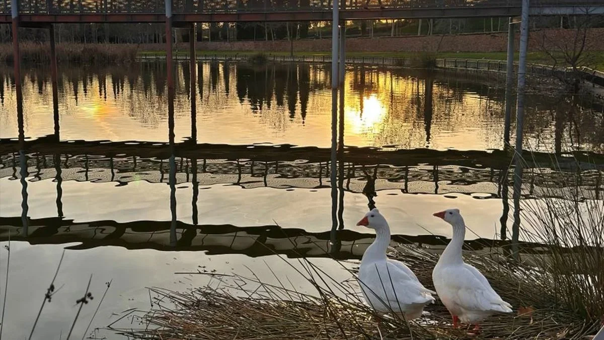 Alcorcón, entre los 15 municipios con restricciones tras el brote de gripe aviar Alcorcón, entre los 15 municipios con restricciones tras el brote de gripe aviar