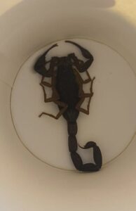 Un escorpión se cuela en un hotel de Alcorcón y pica a una de sus huéspedes