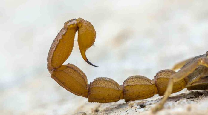 Un escorpión se cuela en un hotel de Alcorcón y pica a una de sus huéspedes