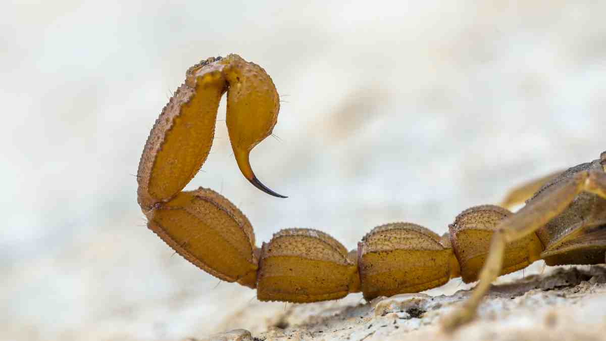 Un escorpión se cuela en un hotel de Alcorcón y pica a una de sus huéspedes Un escorpión se cuela en un hotel de Alcorcón y pica a una de sus huéspedes