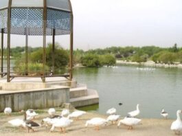 Alcorcón, entre los 15 municipios con restricciones tras el brote de gripe aviar