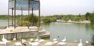 Alcorcón, entre los 15 municipios con restricciones tras el brote de gripe aviar