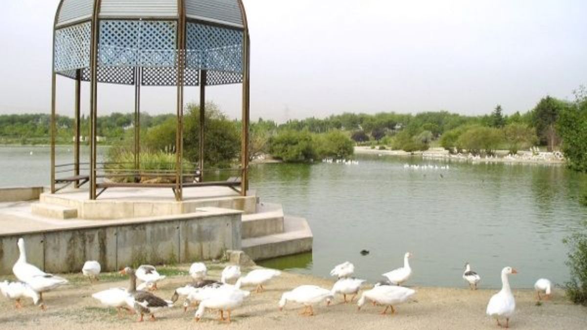 Alcorcón, entre los 15 municipios con restricciones tras el brote de gripe aviar Alcorcón, entre los 15 municipios con restricciones tras el brote de gripe aviar