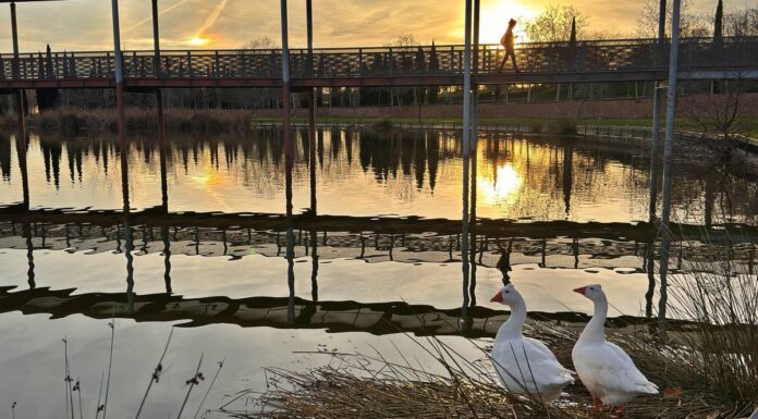 Mucho sol para hacer planes de ocio y un fin de semana más frío: así será el tiempo en Alcorcón esta semana Alcorcón, entre los 15 municipios con restricciones tras el brote de gripe aviar