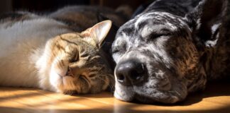 Feria voluntariado de animales en Alcorcón