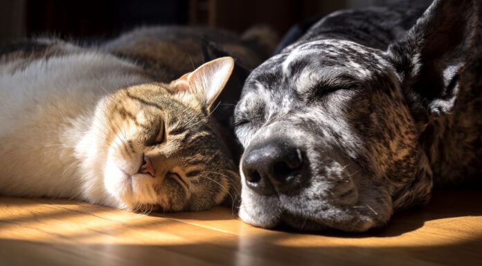 Feria voluntariado de animales en Alcorcón