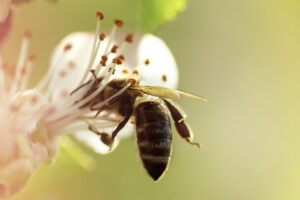 Doble hito en el Hospital de Alcorcón: implantan la "repicadura controlada" y premian un estudio sobre el cáncer de hígado