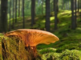 Educar en sostenibilidad también en Navidad: cómo implicar a los niños en el cuidado del planeta Educar en sostenibilidad también en Navidad: cómo implicar a los niños en el cuidado del planeta