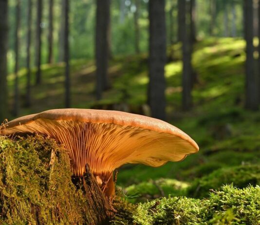 Educar en sostenibilidad también en Navidad: cómo implicar a los niños en el cuidado del planeta