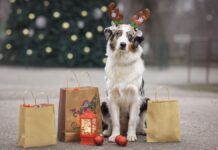 Alcorcón se vuelca este fin de semana con los animales en el Mercadillo Solidario Bichuno Alcorcón se vuelca este fin de semana con los animales en el Mercadillo Solidario Bichuno