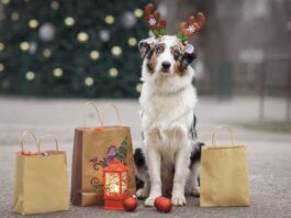 Alcorcón se vuelca este fin de semana con los animales en el Mercadillo Solidario Bichuno