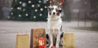 Alcorcón se vuelca este fin de semana con los animales en el Mercadillo Solidario Bichuno