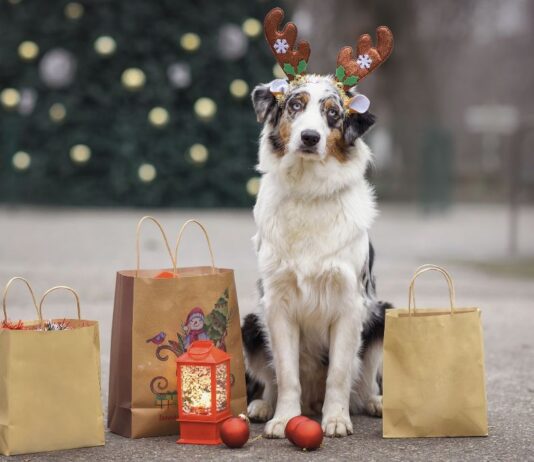 Alcorcón se vuelca este fin de semana con los animales en el Mercadillo Solidario Bichuno Alcorcón se vuelca este fin de semana con los animales en el Mercadillo Solidario Bichuno