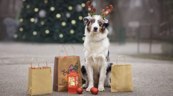 Alcorcón se vuelca este fin de semana con los animales en el Mercadillo Solidario Bichuno Alcorcón se vuelca este fin de semana con los animales en el Mercadillo Solidario Bichuno