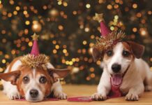 Adiestramiento gratis, talleres y campanadas: Preúvas Bichunas, el planazo de Alcorcón para disfrutar con tu perro