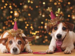 Adiestramiento gratis, talleres y campanadas: Preúvas Bichunas, el planazo de Alcorcón para disfrutar con tu perro