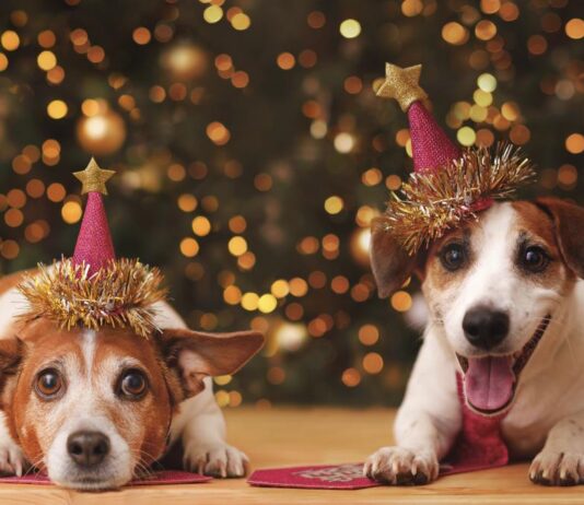 Adiestramiento gratis, talleres y campanadas: Preúvas Bichunas, el planazo de Alcorcón para disfrutar con tu perro