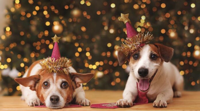 Adiestramiento gratis, talleres y campanadas: Preúvas Bichunas, el planazo de Alcorcón para disfrutar con tu perro Adiestramiento gratis, talleres y campanadas: Preúvas Bichunas, el planazo de Alcorcón para disfrutar con tu perro