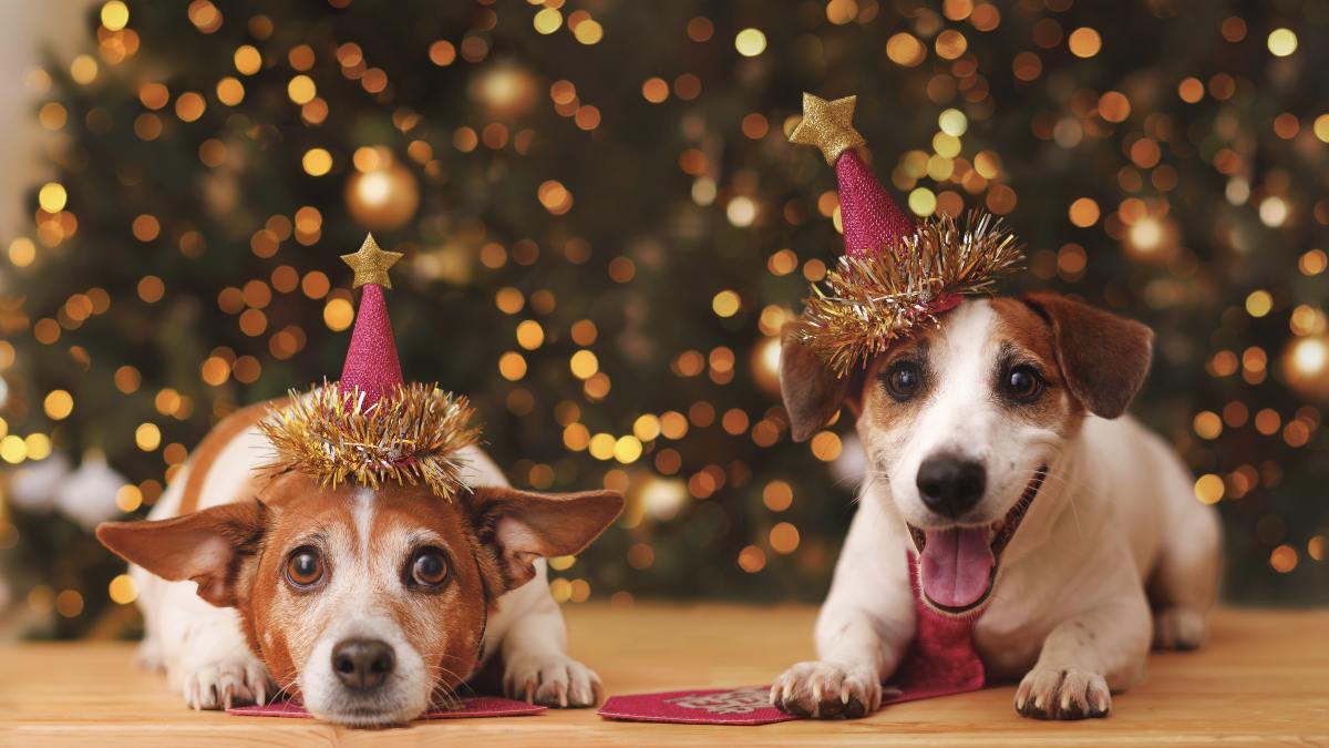 Adiestramiento gratis, talleres y campanadas: Preúvas Bichunas, el planazo de Alcorcón para disfrutar con tu perro